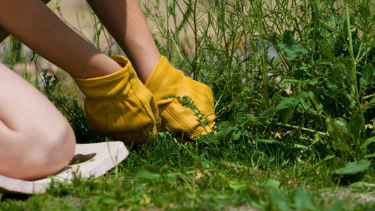 person in gloves pulling weeds