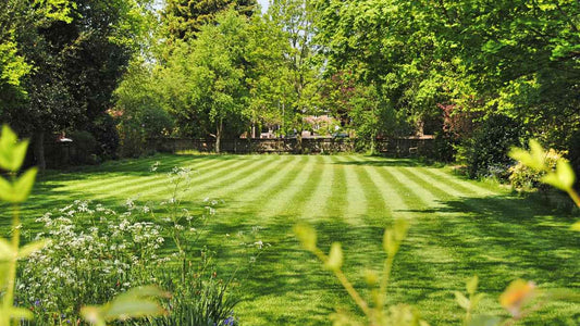 backyard lawn surrounded by trees