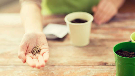 hand holding seeds
