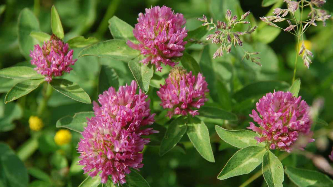 crimson clover flowers