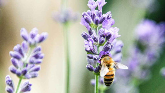 bee on lavender flower