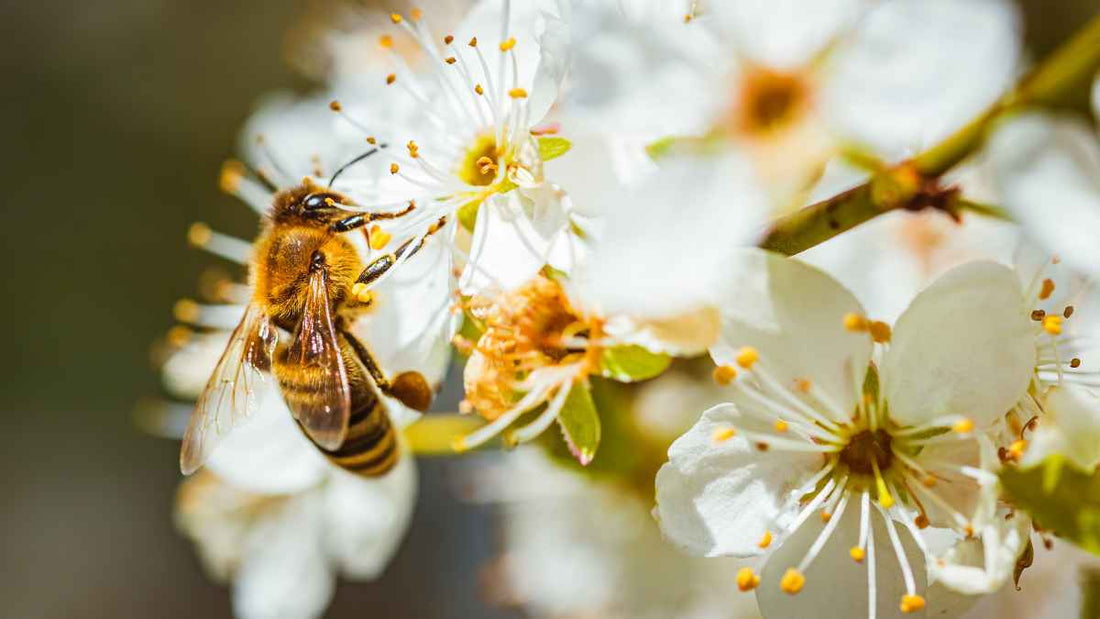 bee on white flower