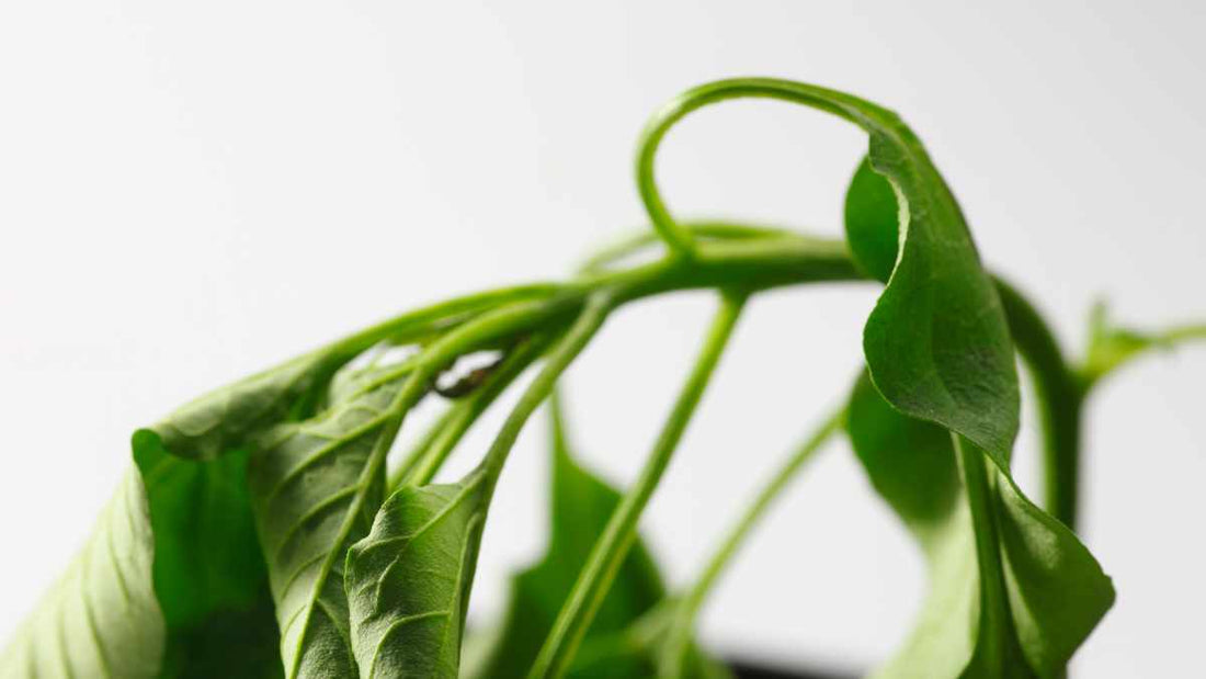 wilting green plant