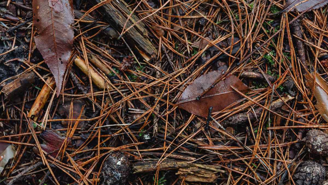 pine needle mulch