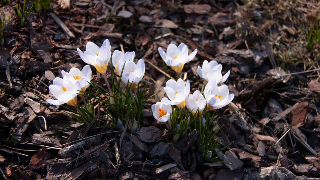 crocus in wood chips