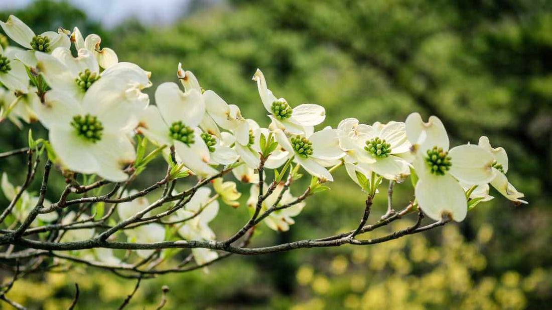 dogwood tree blossoms