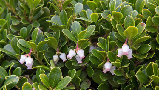 Can Groundcover Replace Mulch? - World's Coolest Rain Gauge Co.