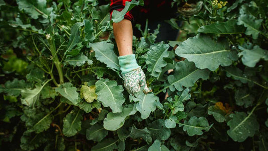 Can Watering Affect the Taste of Your Vegetables? The Surprising Link Between Water and Flavor - World's Coolest Rain Gauge Co.
