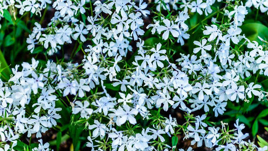 Choosing Groundcovers: Finding the Right Living Mulch for Your Garden - World's Coolest Rain Gauge Co.