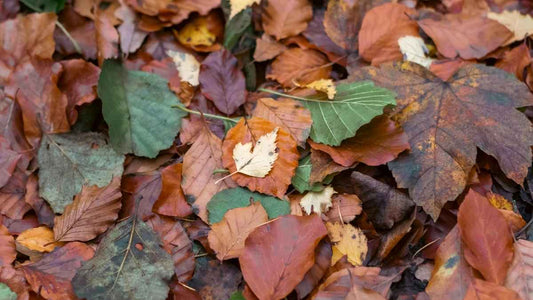 Compost vs. Leaf Mold: What's the Difference and Which Is Better for Your Soil? - World's Coolest Rain Gauge Co.
