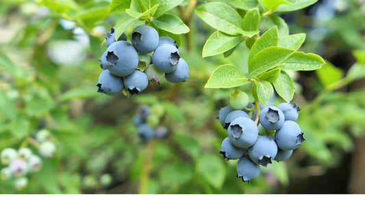 Decorative Edible Plants: How to Grow a Garden That’s Beautiful and Useful - World's Coolest Rain Gauge Co.