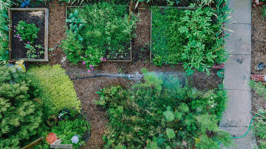 raised bed vegetable garden being watered