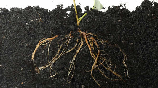 Do Mycorrhizal Fungi Really Work? Benefits, Application, and What Gardeners Should Know - World's Coolest Rain Gauge Co.