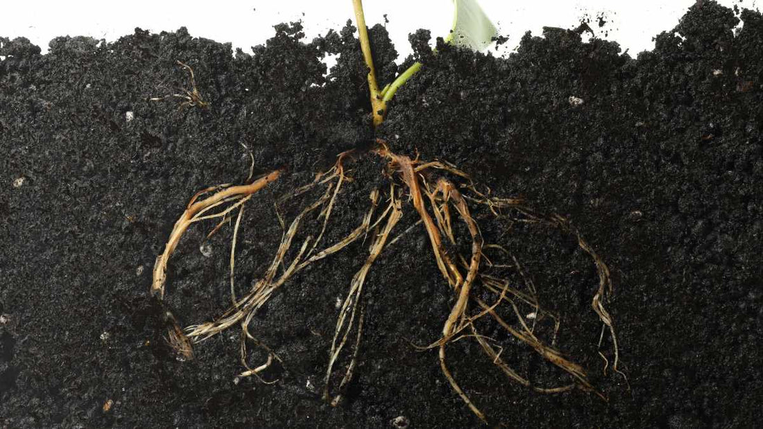 Do Mycorrhizal Fungi Really Work? Benefits, Application, and What Gardeners Should Know - World's Coolest Rain Gauge Co.