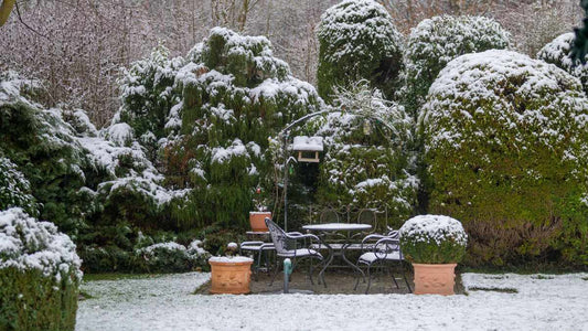 Does Snow Count as Watering? How Snow Helps Plants Survive Winter - World's Coolest Rain Gauge Co.