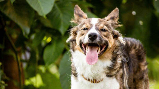 Dog-Safe Shrubs and Plants for Your Yard (And a Few to Avoid) - World's Coolest Rain Gauge Co.