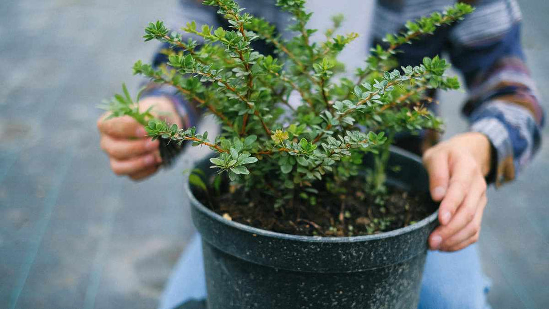woman holding a shrub