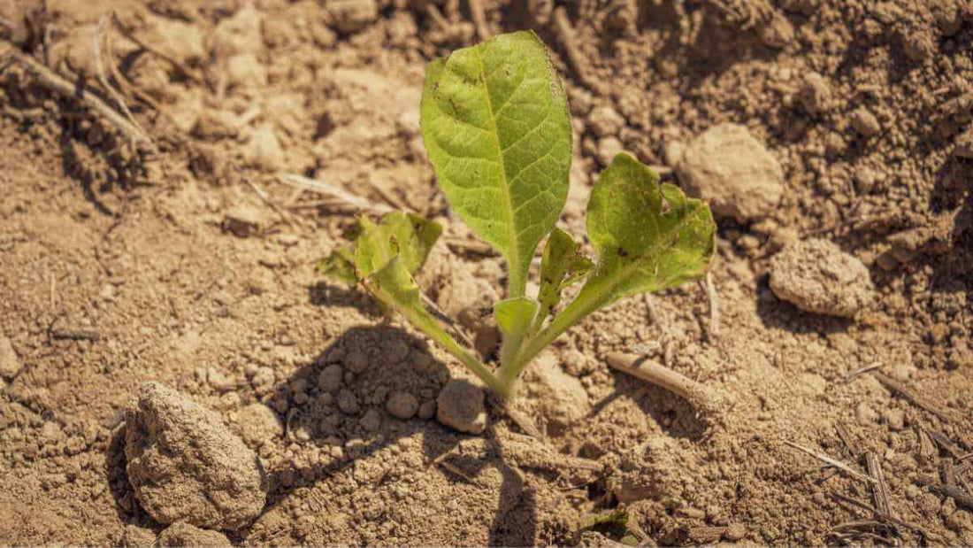 small plant in dry soil