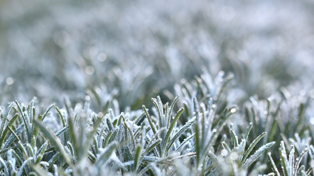 Frost on garden plants
