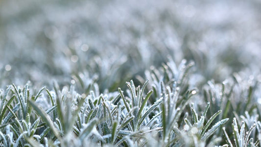 Frost on garden plants
