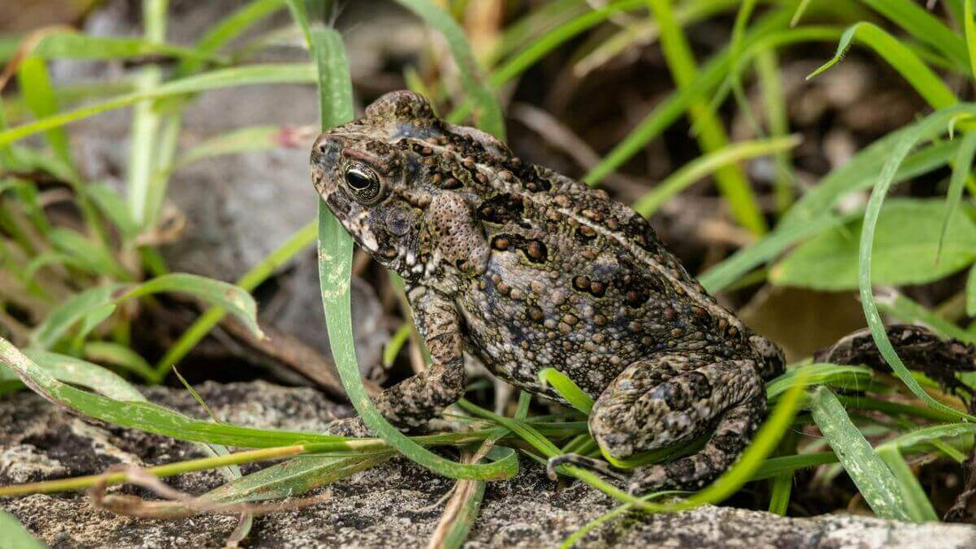Garden Toads, Rainy Weather, and a Little Toad House by the Shop - World's Coolest Rain Gauge Co.