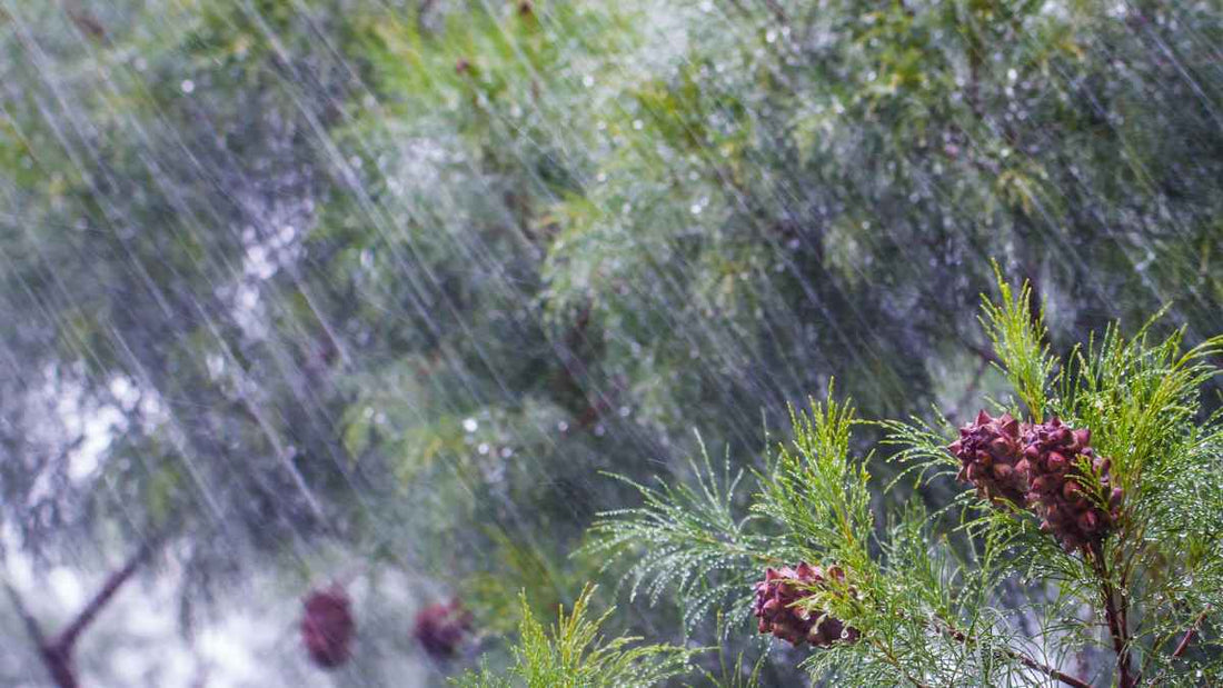 heavy rain in garden