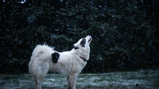 dog looking up at snow falling