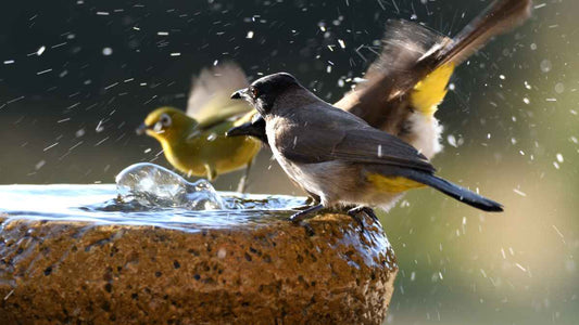 activity at a stone birdbath