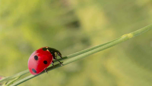 lady beetle on a slim green stem