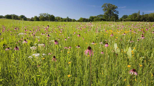prairie grass meadow
