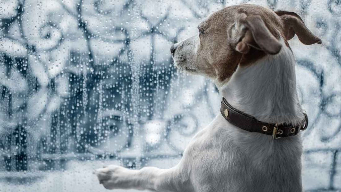 dog contemplating rain