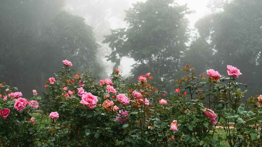 humid day with roses