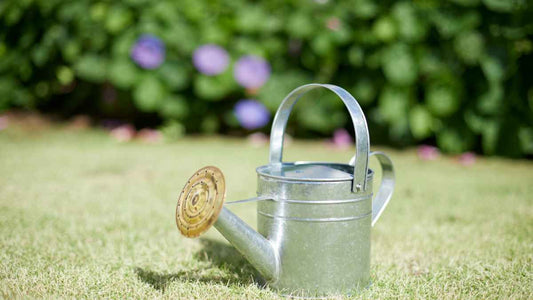 watering can on short turf grass