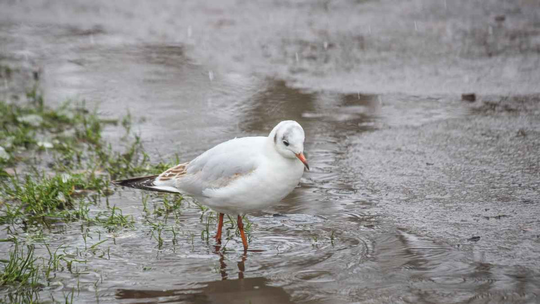 shorebird in rain