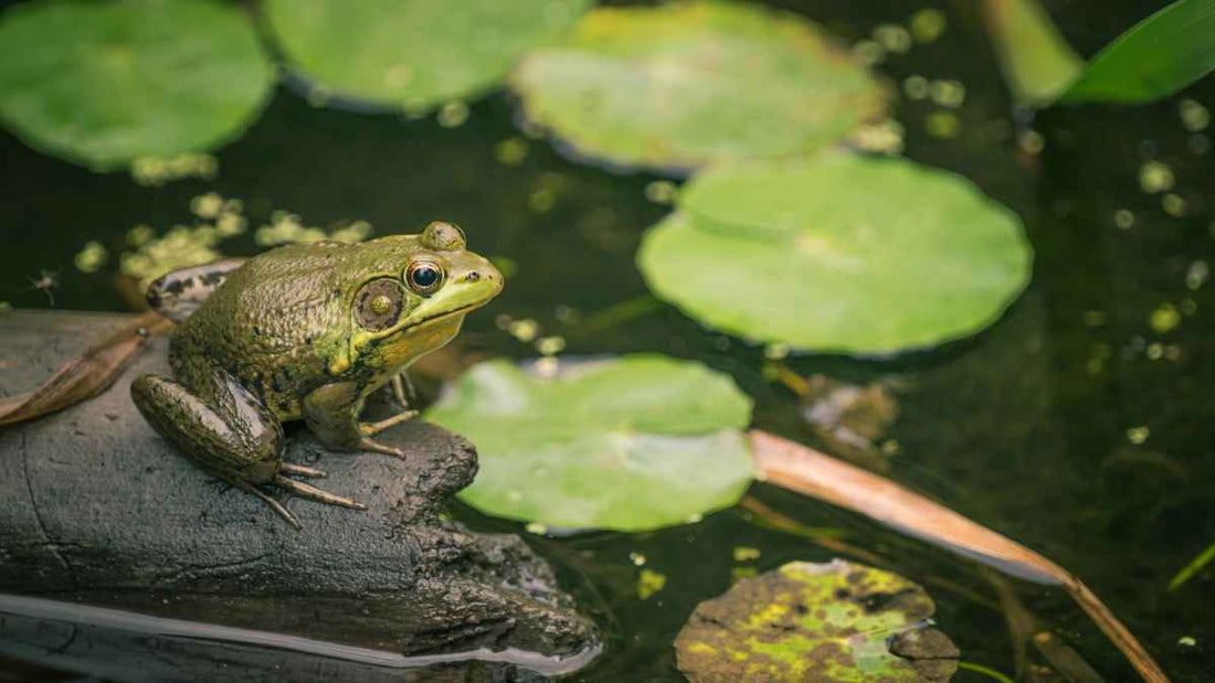 frog on lilypad