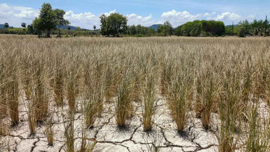 drought stricken plants