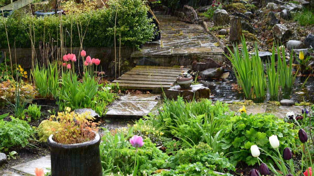 garden after a rainfall