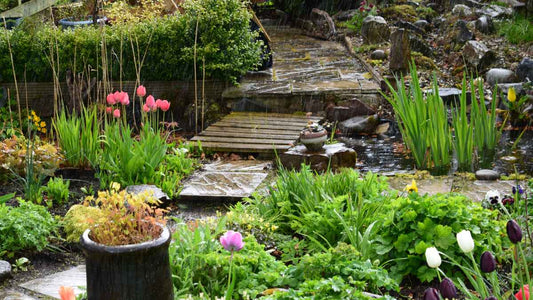 garden after a rainfall