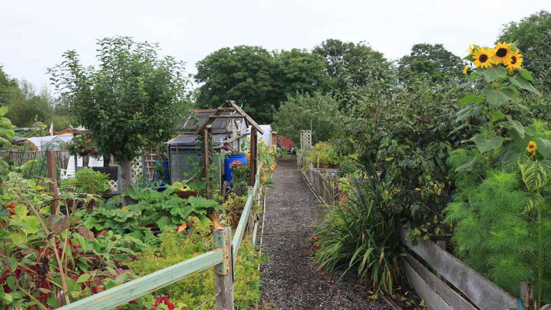 productive vegetable garden
