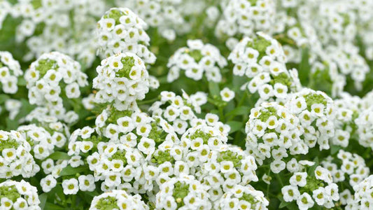 sweet alyssum flowers