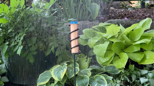 rain gauge among hosta plants