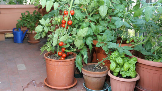 Growing Vegetables in Containers: Easy Tips for a Successful Patio Garden - World's Coolest Rain Gauge Co.
