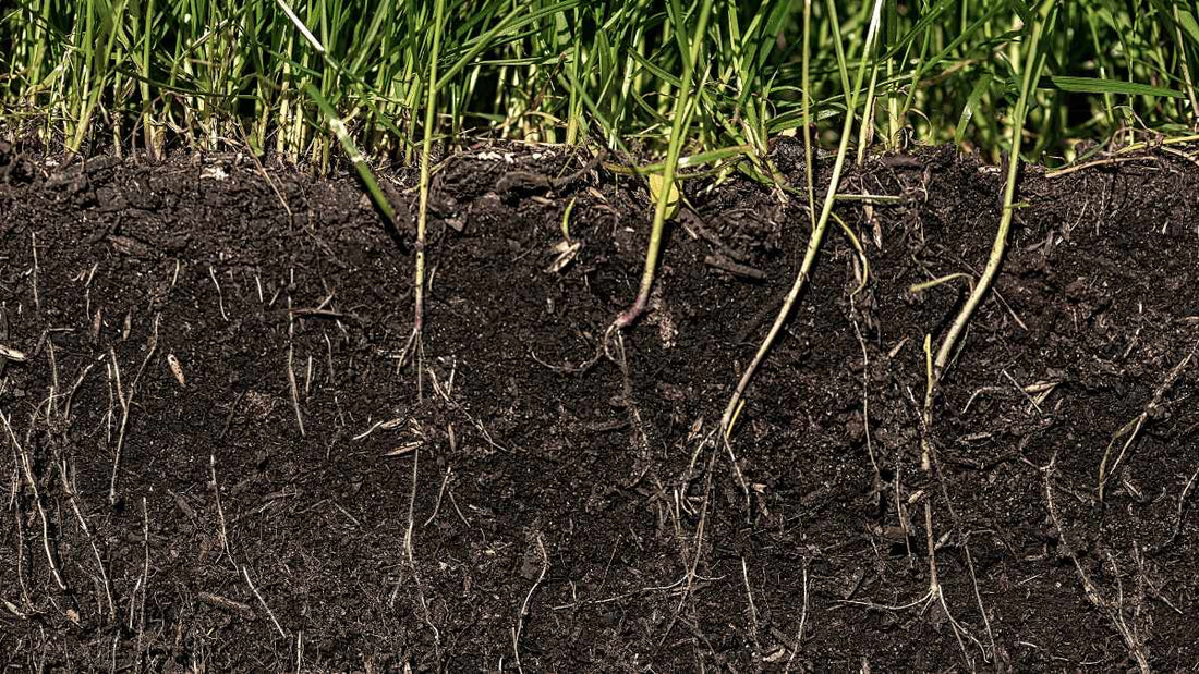 closeup of healthy soil