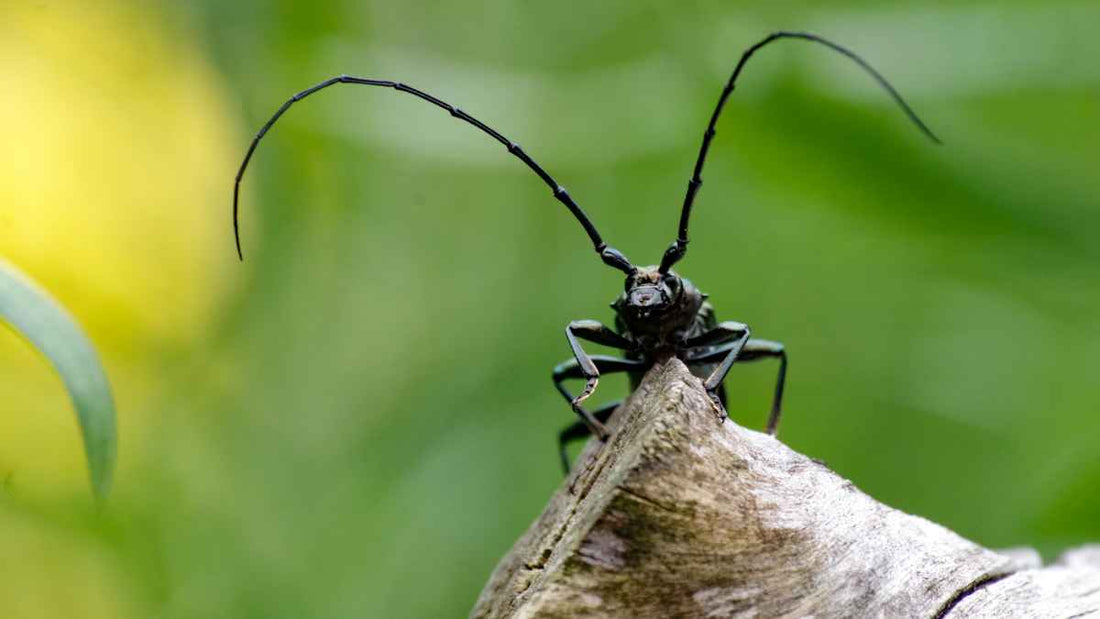 How Insects Build Healthy Soil - World's Coolest Rain Gauge Co.