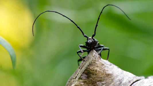 How Insects Build Healthy Soil - World's Coolest Rain Gauge Co.