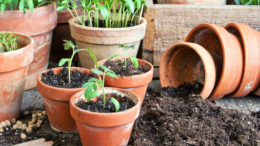 How Often Should You Water Container Plants? - World's Coolest Rain Gauge Co.