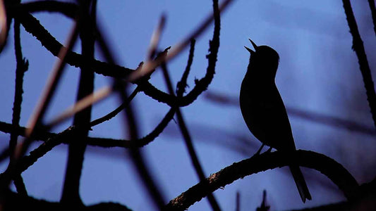 How Outdoor Lighting Affects Birds (And What You Can Do About It) - World's Coolest Rain Gauge Co.