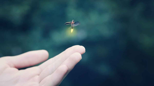 How Outdoor Lighting Harms Insects (and What You Can Do About It) - World's Coolest Rain Gauge Co.