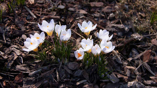 How to Choose the Right Mulch for Your Garden - World's Coolest Rain Gauge Co.