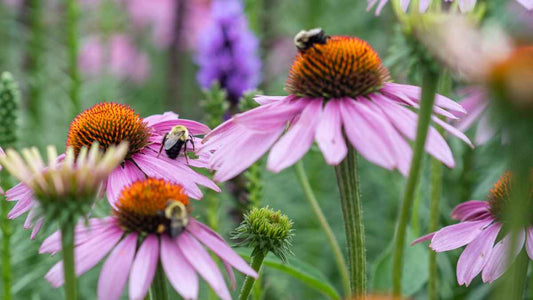 How to Get Your Yard Certified as a Wildlife Habitat - World's Coolest Rain Gauge Co.